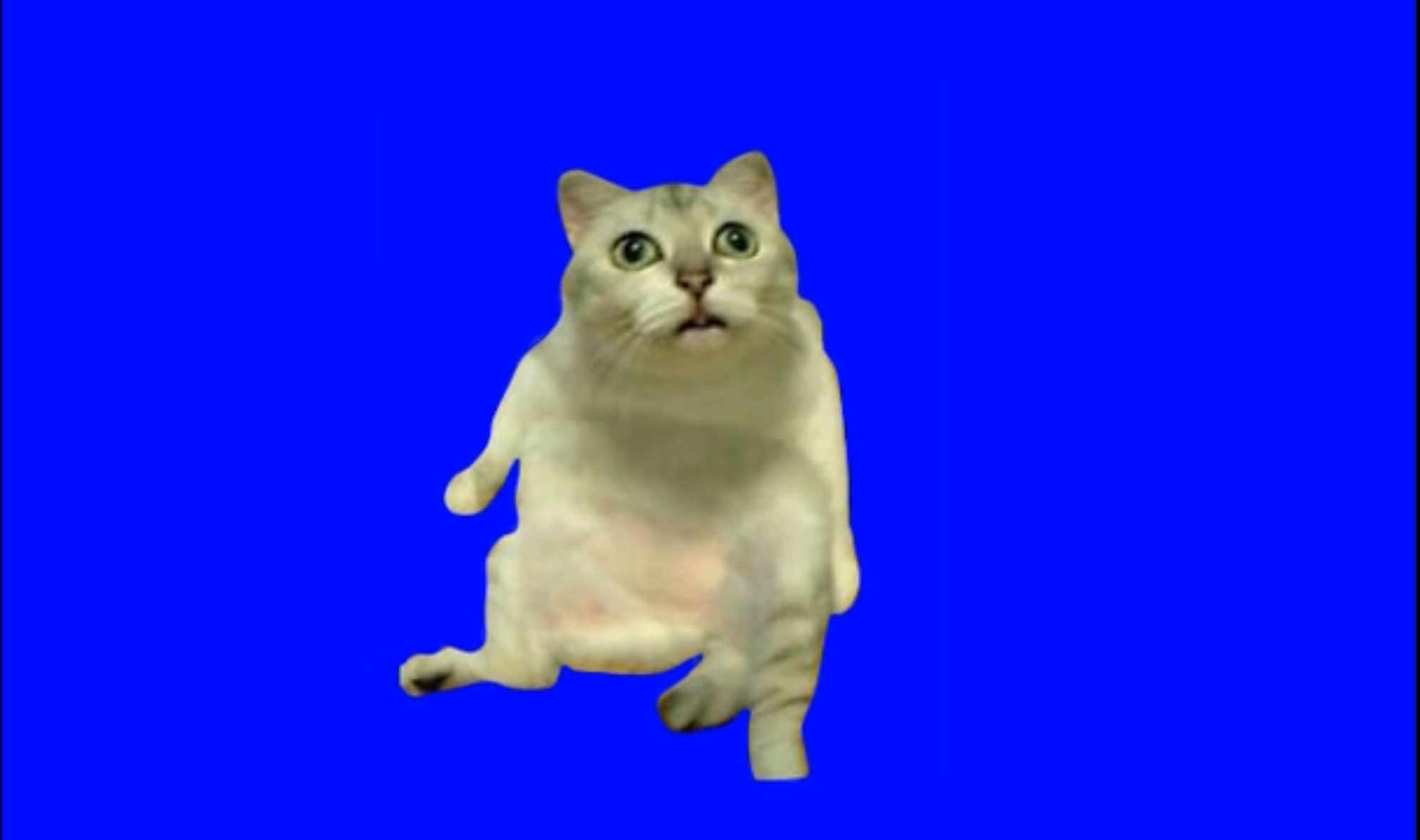 Crazy Cat